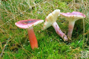 Roodsteelrussula 2